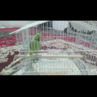 طولی ملنگو|پرنده|کرمانشاه, |دیوار