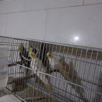عروس هلندی بالغ و مولد ۳جفت|پرنده|تهران, بهارستان|دیوار