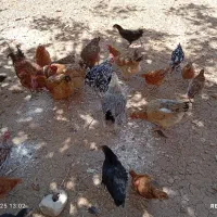 مرغ و خروس بومی مرغ های کاملا بومی و تخم گذار|حیوانات مزرعه|لردگان, |دیوار