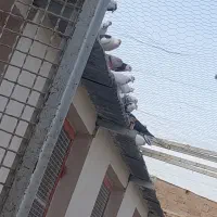 باغ
