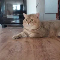 گربه شورت هیر بریتیش کشش جفت وارداتی|گربه|پردیس, فاز ۸|دیوار