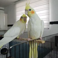 عروس هلندی