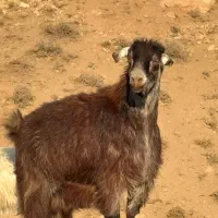 بره گوشتی بز‌گوشتی|حیوانات مزرعه|هشتگرد, خور|دیوار