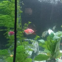 ماهی و اکواریوم