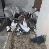 کفتر صید پرشی