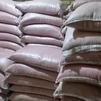 بذر گندم پیشگام پرورشی|خدمات باغبانی و درختکاری|شازند, |دیوار