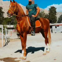 اسب