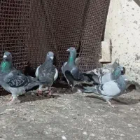 کبوتر|پرنده|رضویه, |دیوار