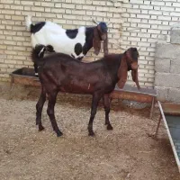 بز نر پاکستانی در شادگان|حیوانات مزرعه|شادگان, |دیوار