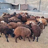 70 راس  بره نر و ماده سبک افشاری مناسب پروار عمده|حیوانات مزرعه|تهران, آبشار|دیوار