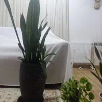 سانسوریا ابلغ ساده و پتوس