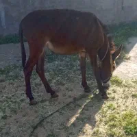 یک الاغ جوان قد بلند درشت