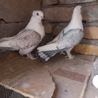 پشت طاوسی و طوقی|پرنده|تفت, |دیوار