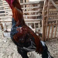 تخم مرغ لاری