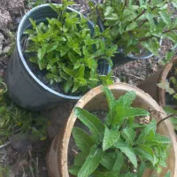 نعنا گلدان نعنا