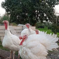 بوقلمون گوشتی