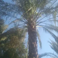 قطع نخل در باغ ومنزل کاملا حرفه ای