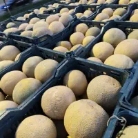 ملون.خریزه کیلو ۲۲هزار