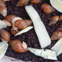 تعدادی حلزون آلبینو