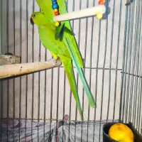 یک شاه طوطی نر شاه تخم یک جفت ملنگو شیطون و ملوس|پرنده|تهران, دردشت|دیوار