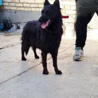 سگ ژرمن بلاک شپرد شولاین|سگ|کاشان, شهدا|دیوار