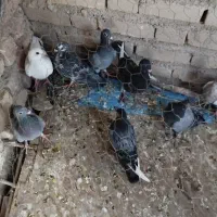 نرذات