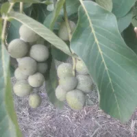 گردو تکان با دستگاه تراکتور