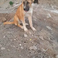 واگذاری ماده 7 ماهه دهن پاک گلگی|سگ|کاشمر, |دیوار