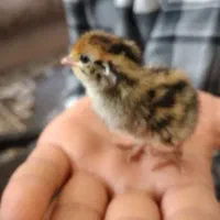 تخم بلدرچین