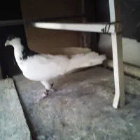 کبوتر شصتی سیاه