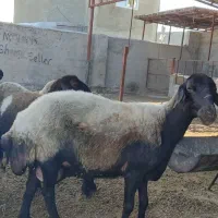 فروش گوسفند های بره دار و ابستن و نر طوقلی|حیوانات مزرعه|سیجوال, |دیوار