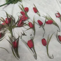 یه عالمه گل مصنوعی  ارزون دارم|گل مصنوعی|قم, آذر (نکویی)|دیوار