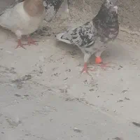 کبوتر