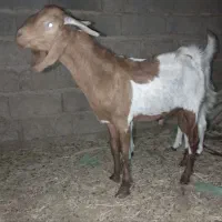 چپشت نری پاکستانی