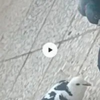 یک نر پرستو گمشده