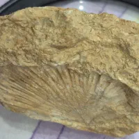 فسیل|کلکسیون اشیاء عتیقه|تهران, مخصوص|دیوار