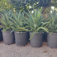 درختچه یا گل آکاف . کاکتوس