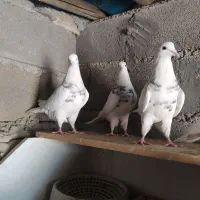 سه عدد طوقی خوب|پرنده|یاسوج, |دیوار