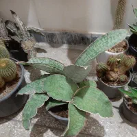 گل و گیاه و کاکتوس|گل و گیاه طبیعی|قم, بلوار امین و ساحلی|دیوار