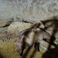 گوسفند و بز|حیوانات مزرعه|دهگلان, |دیوار