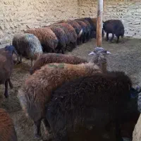 فروش فوری بره نر پروار|حیوانات مزرعه|تکاب, |دیوار