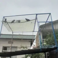 خانه طور تور کبوتر  و خروس لاری