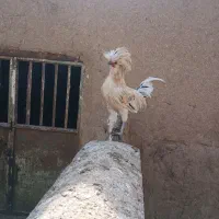خروس لهستانی|حیوانات مزرعه|تربت جام, خیرآباد|دیوار