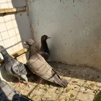 ۸عدد کفتر المانی ماده ۲عددسرکه ای ماده|پرنده|تهران, شیوا|دیوار