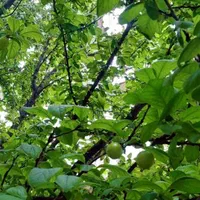 زمین 206متری قمصر