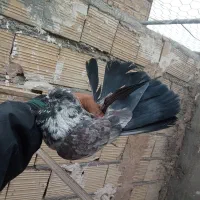 کفتر نر های نسل درست|پرنده|قم, زند آباد|دیوار