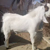 یک عدد کهره پاکستانی نر هست نژاد خوب|حیوانات مزرعه|دلوار, |دیوار