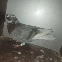 کفتر پرشی|پرنده|فولادشهر, B1|دیوار