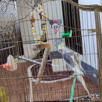 قفس پرنده بزرگ و سالم|لوازم جانبی حیوانات|ارومیه, |دیوار