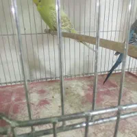 مرغ عشق انگلیسی ماده معاوضه دارم با نر انگلیسی